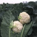温州花菜