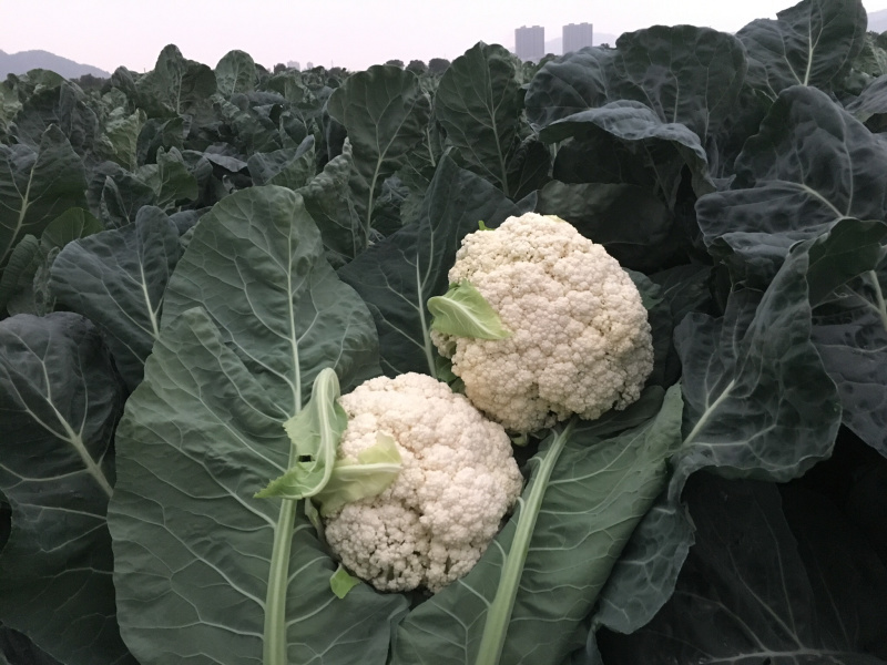 温州花菜