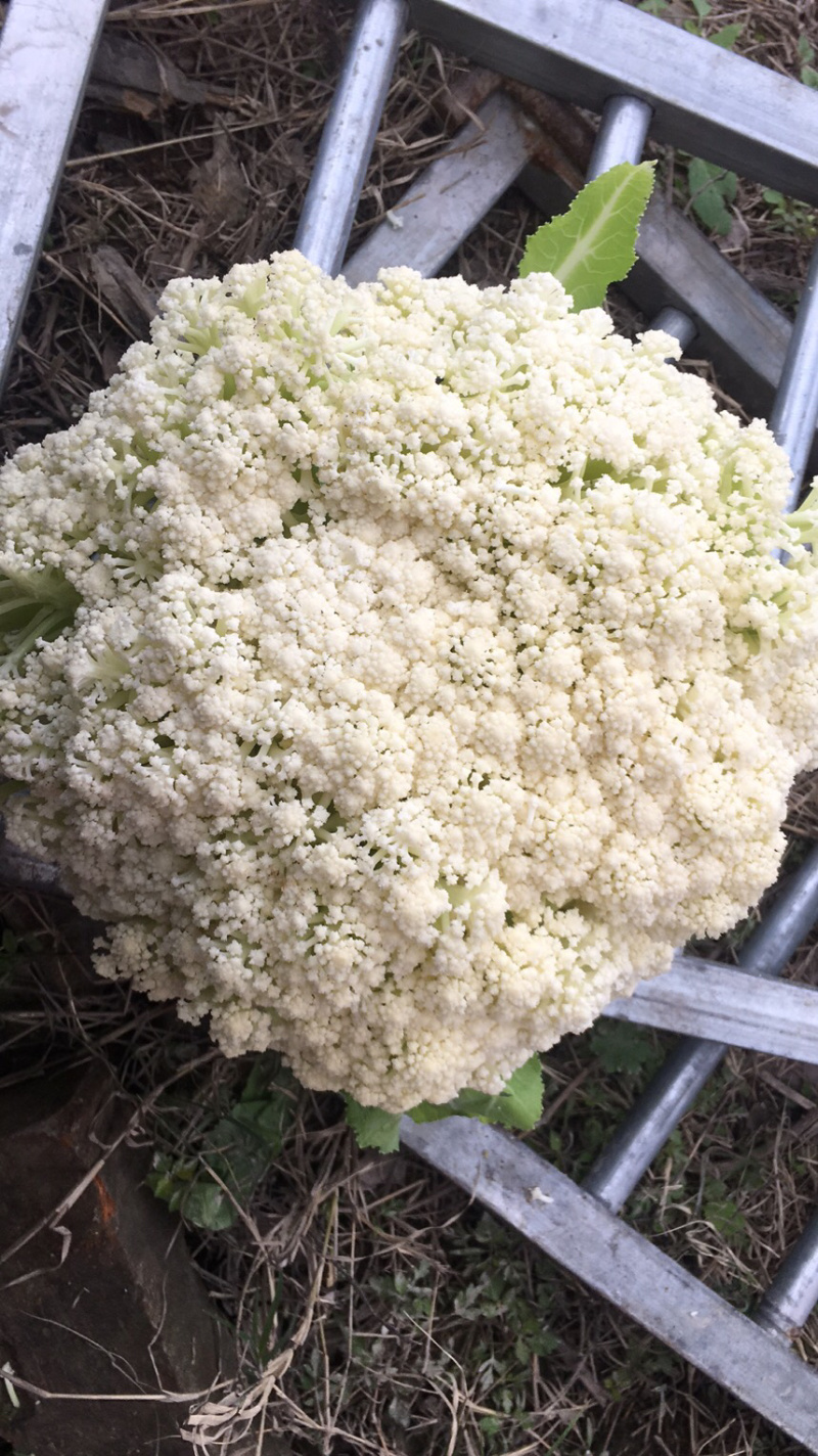 温州花菜