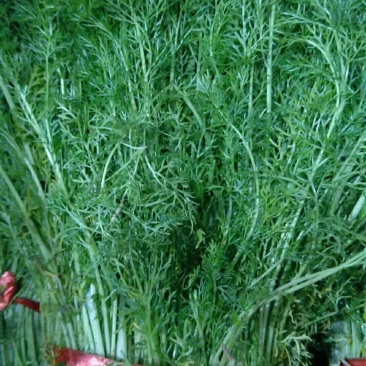 茴香温室，精品茴香，冷棚，露天蔬菜大量有货诚邀各地客商