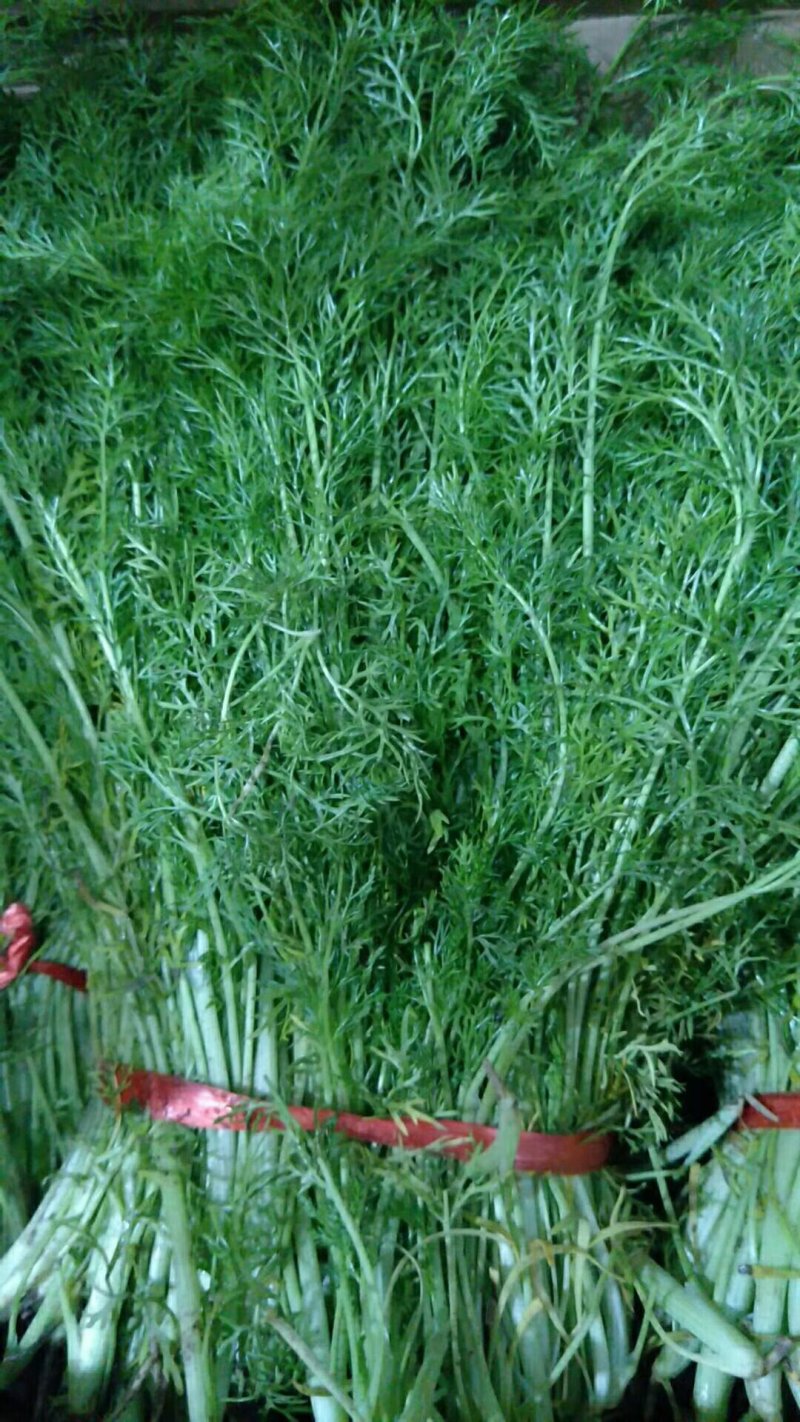 茴香温室，精品茴香，冷棚，露天蔬菜大量有货诚邀各地客商