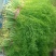 茴香温室，精品茴香，冷棚，露天蔬菜大量有货诚邀各地客商