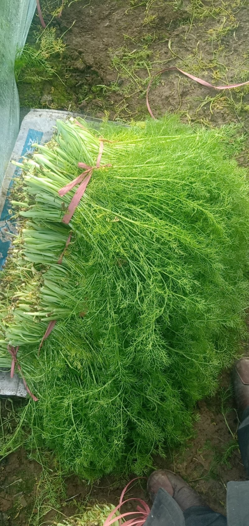 茴香温室，精品茴香，冷棚，露天蔬菜大量有货诚邀各地客商