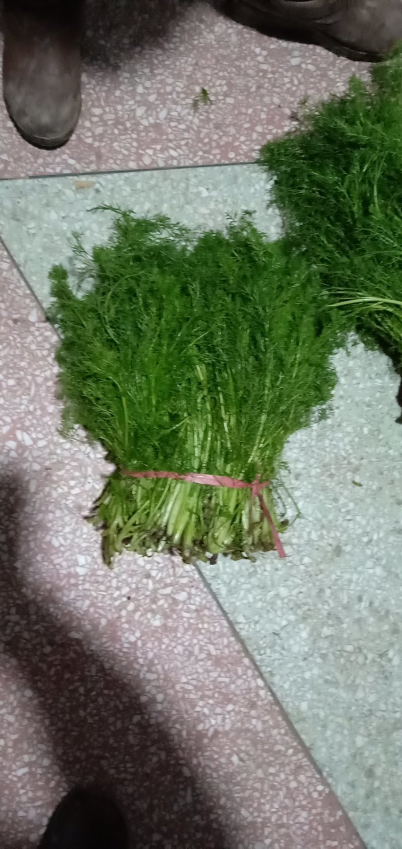 茴香温室，精品茴香，冷棚，露天蔬菜大量有货诚邀各地客商