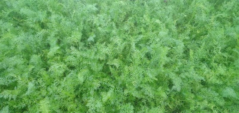茴香温室，精品茴香，冷棚，露天蔬菜大量有货诚邀各地客商