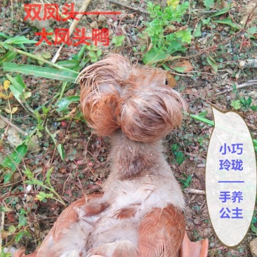 宠物鸭种蛋双凤头鸭受精蛋10个防震包装包邮