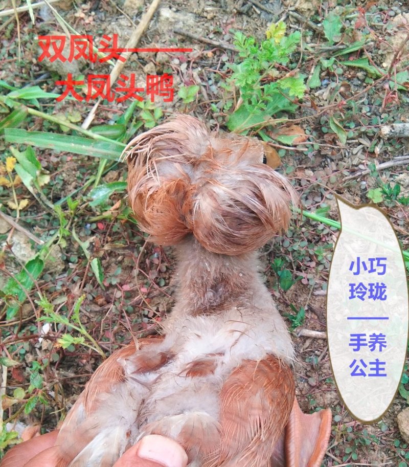 宠物鸭种蛋双凤头鸭受精蛋10个防震包装包邮