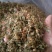 金银花药用金银花、茶用金银花，纯野生金银花