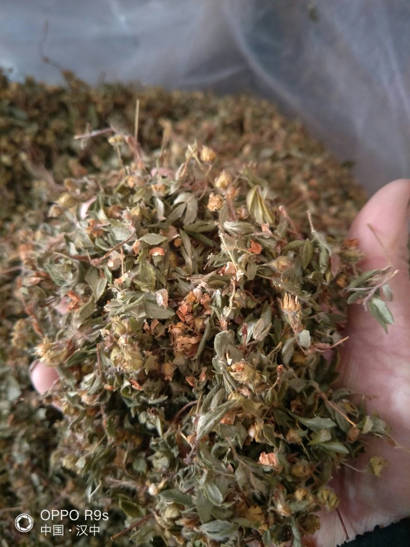 金银花药用金银花、茶用金银花，纯野生金银花