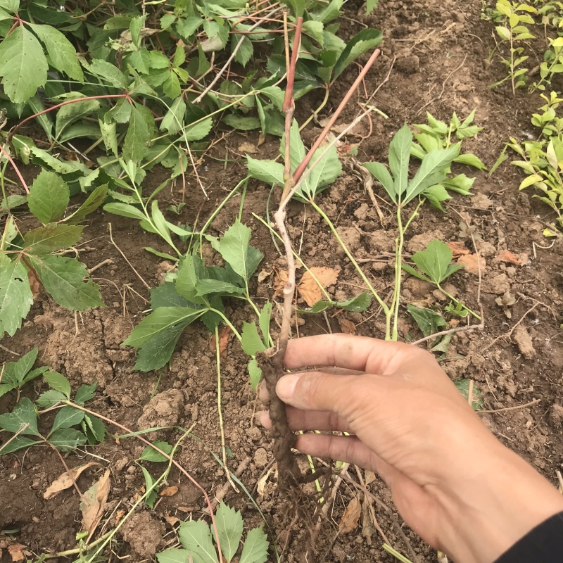 爬山虎苗会变红的爬山虎南北方种植室内室外包邮