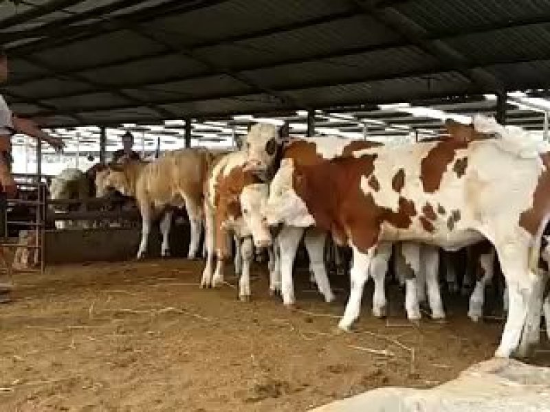 三元杂交牛犊厂家直销品种包纯价格优惠货到付款