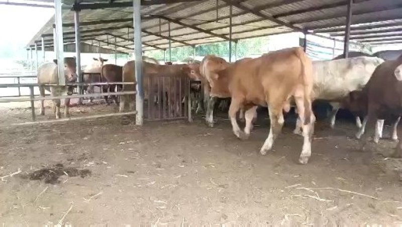 三元杂交牛犊厂家直销品种包纯价格优惠货到付款
