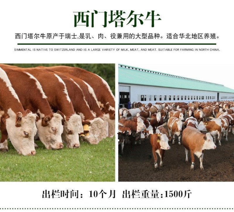 三元杂交牛犊厂家直销品种包纯价格优惠货到付款