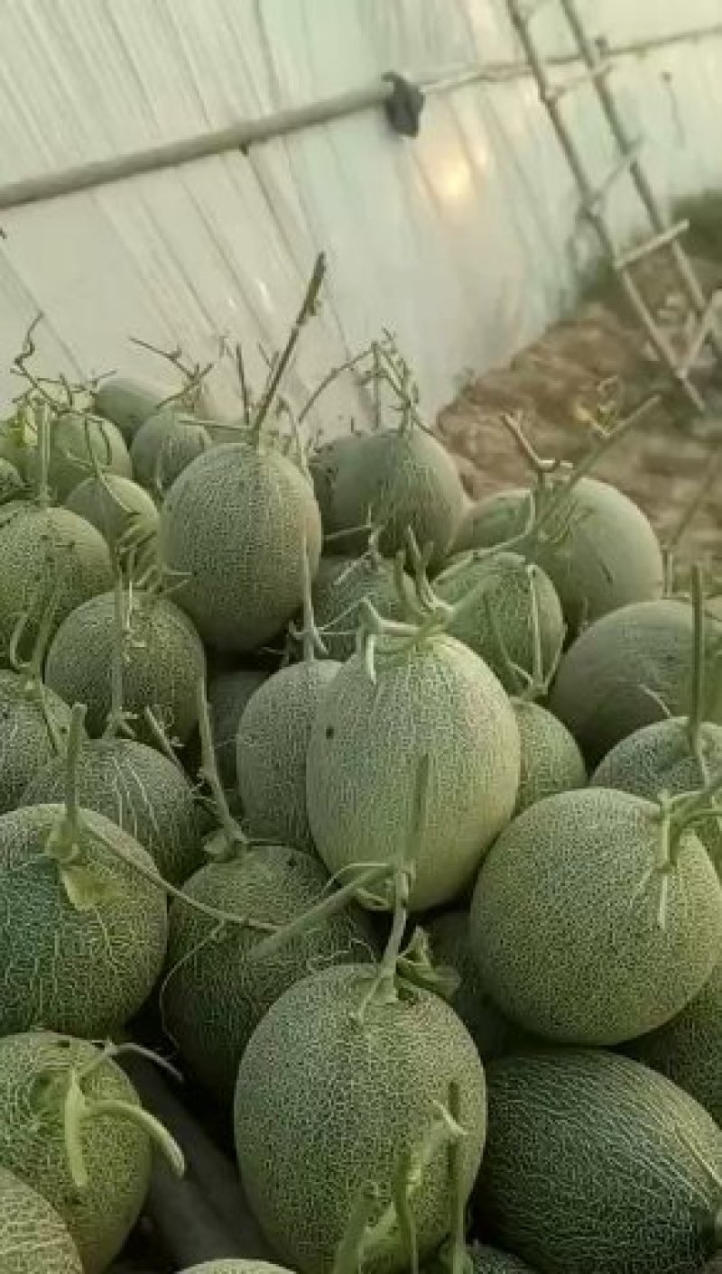晓密25号耀农25大量现货产地诚信