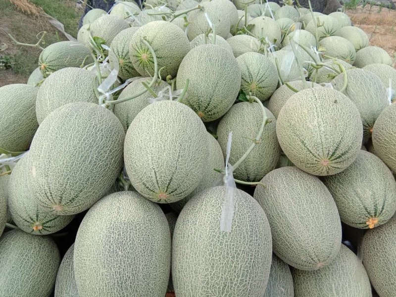 晓密25号耀农25大量现货产地诚信