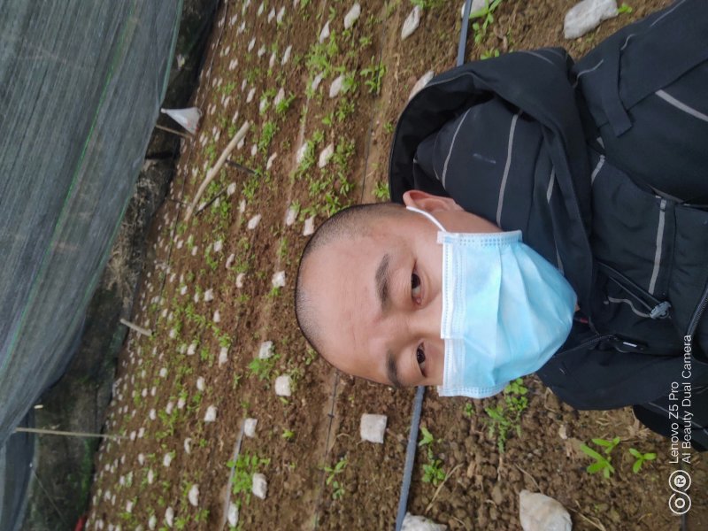 羊肚菌
