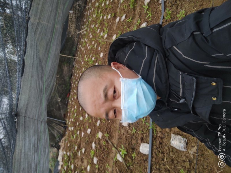 羊肚菌