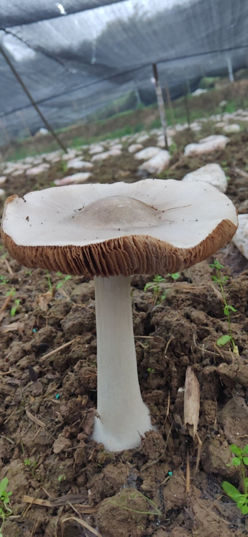 羊肚菌