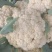 【精品】花菜〔青梗白面〕大量上市商超品质供应全国