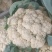 【精品】花菜〔青梗白面〕大量上市商超品质供应全国