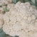 【精品】花菜〔青梗白面〕大量上市商超品质供应全国