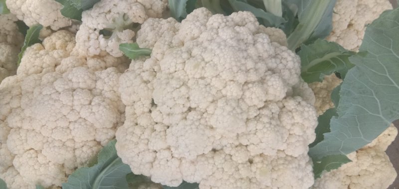 【精品】花菜〔青梗白面〕大量上市商超品质供应全国