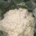 【精品】花菜〔青梗白面〕大量上市商超品质供应全国