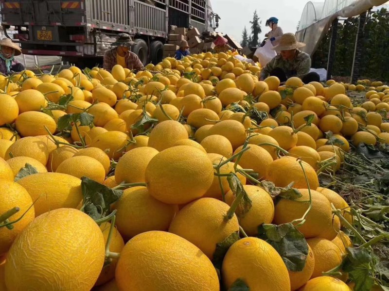 凤金6号凰金六号金凤凰哈密瓜原产地地头收购