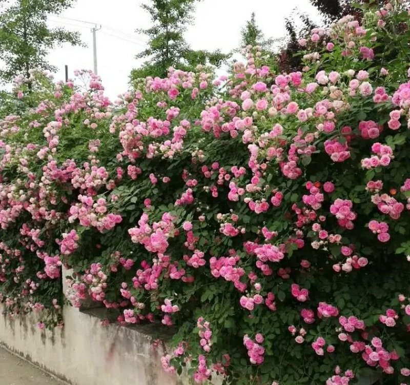 四季蔷薇花苗攀援爬藤植物庭院浓香型玫瑰藤本月季花卉特大苗