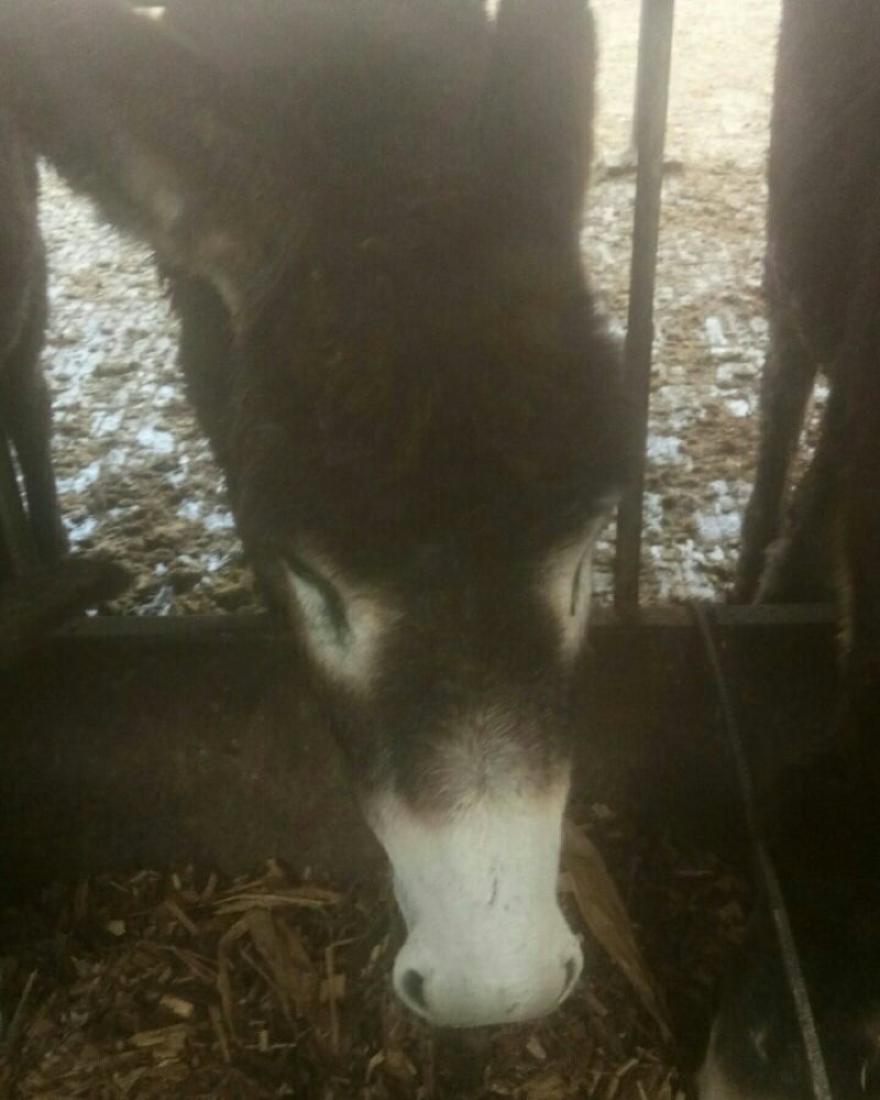 肉驴。肥母驴