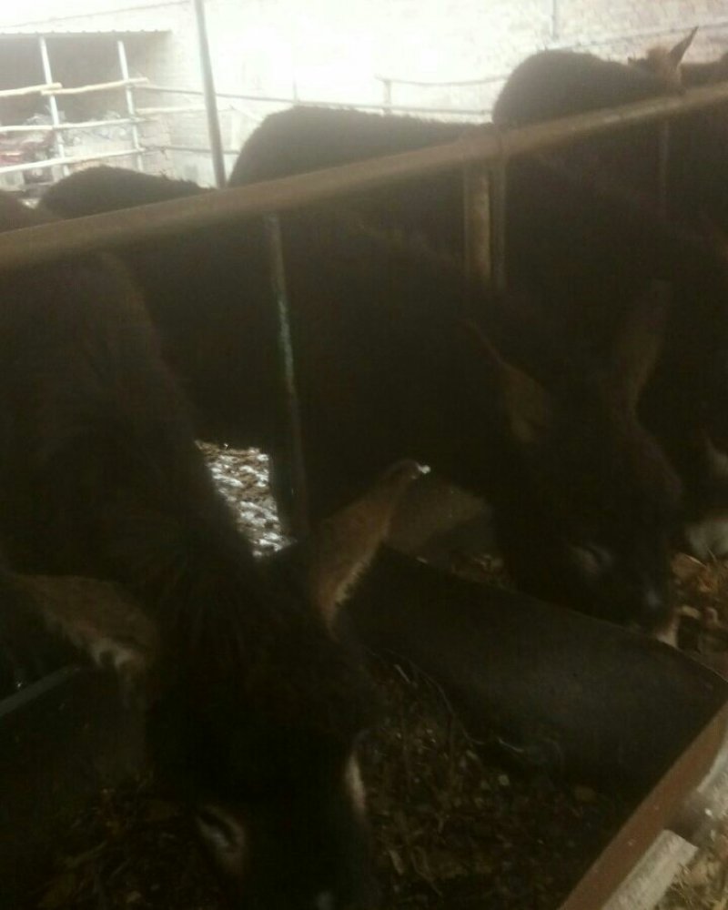 肉驴。肥母驴