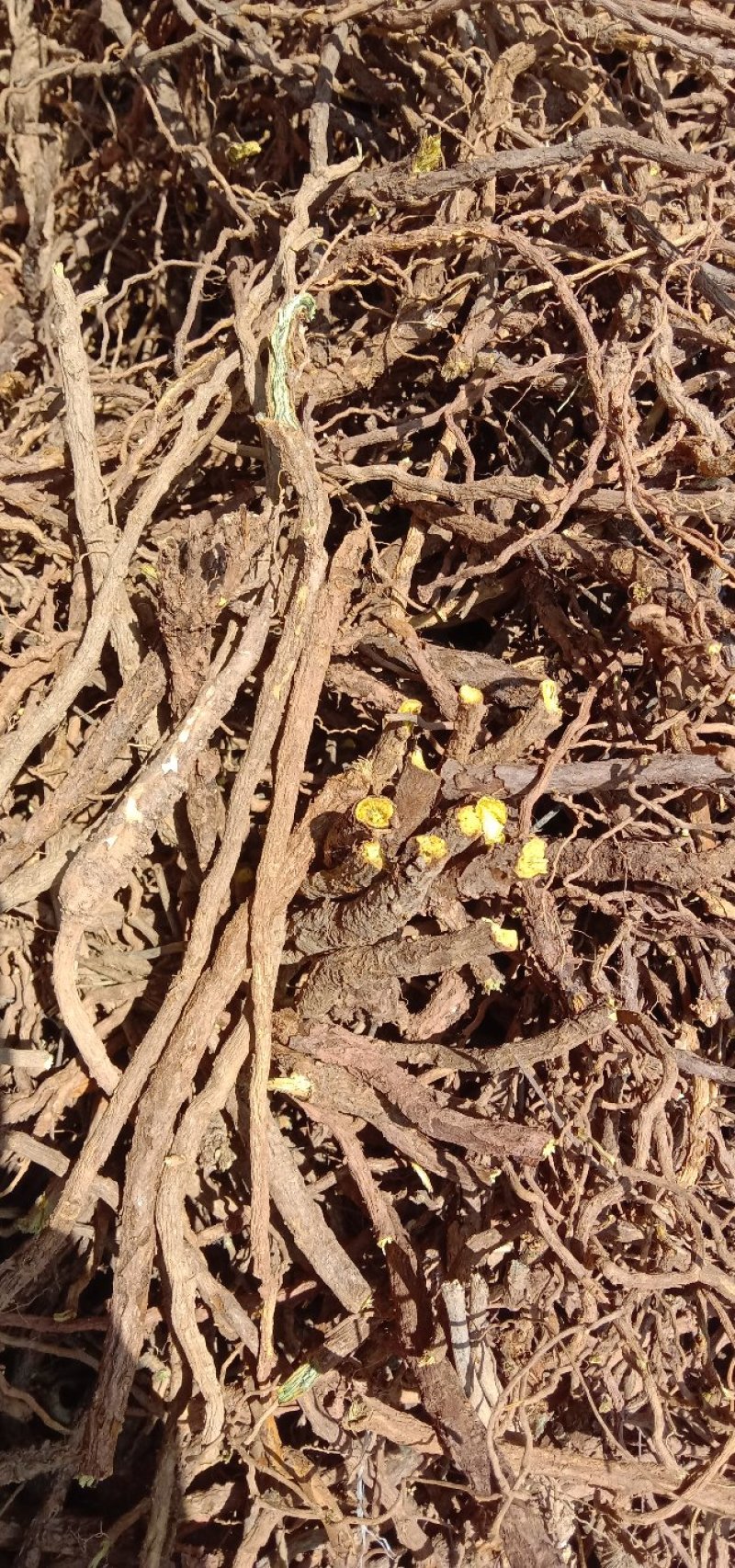 陕西商洛地产，黄芩统货，全干，无杂质