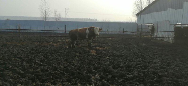 肉驴。肥母驴