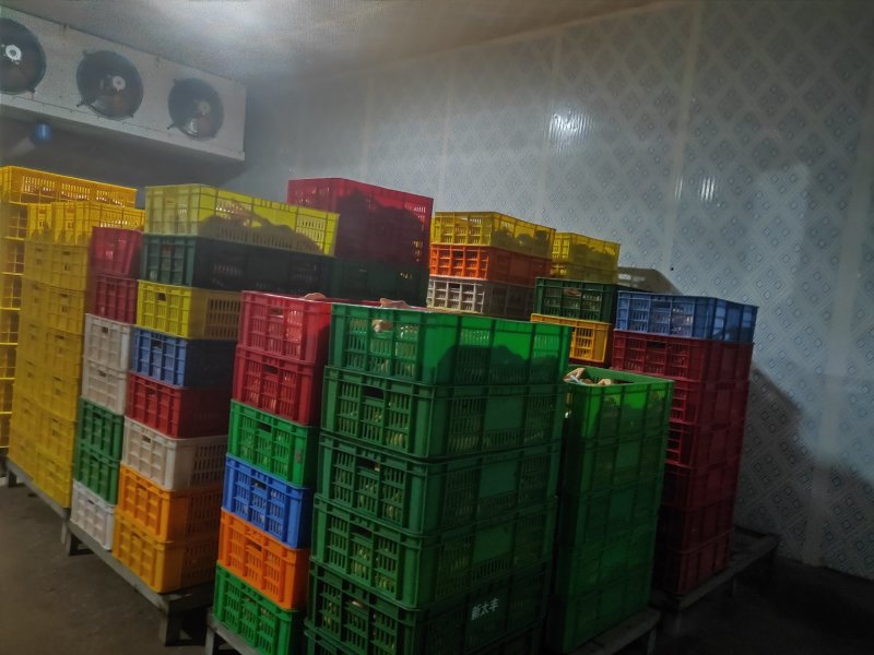 一级鲜白条鸭巴适的很