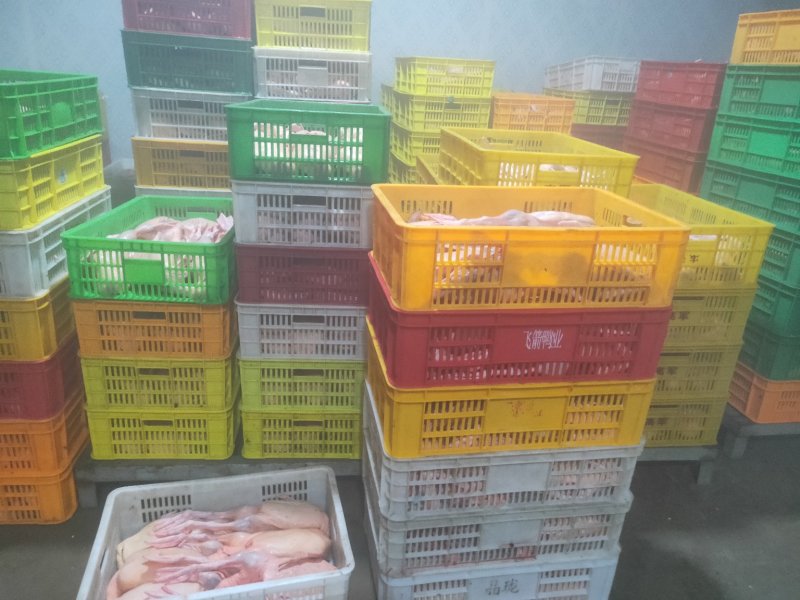 一级鲜白条鸭巴适的很