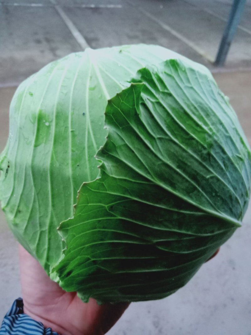 陕西汉中：绿色甘蓝：质量高颜色绿，产地直发视频看货。