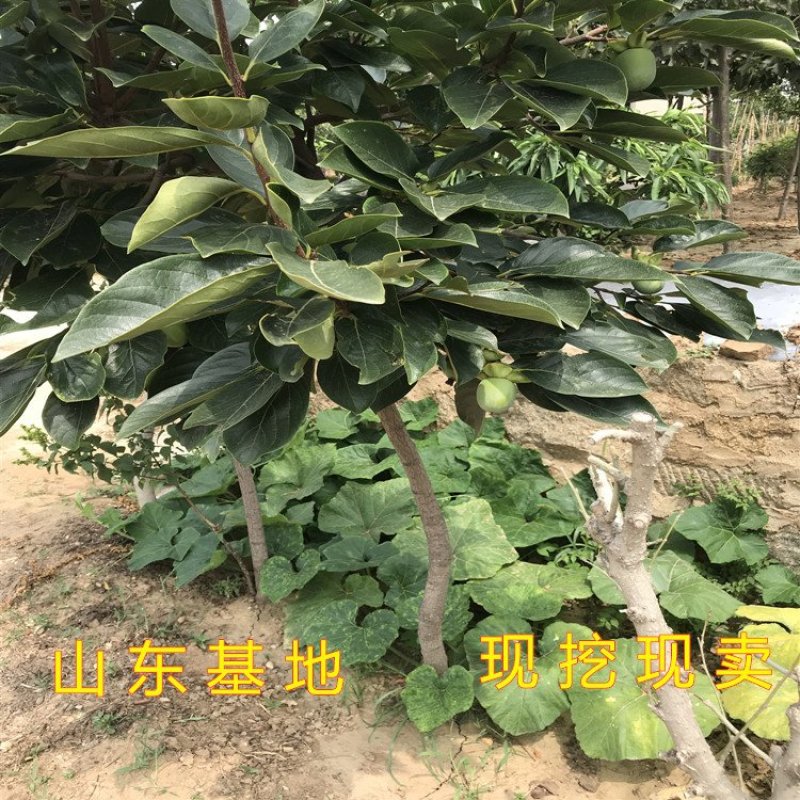 大磨盘柿子苗新品种柿子树苗南北方种植柿子苗