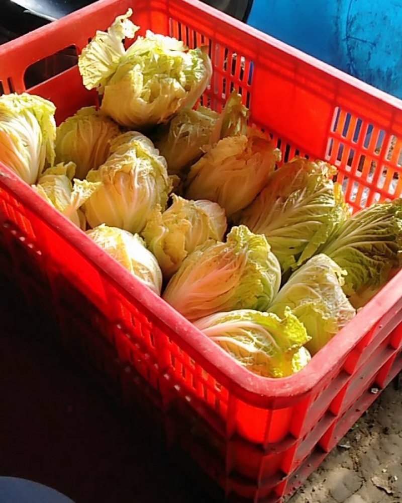 优质夏阳白菜，基地直供！量大优惠！实惠到家！