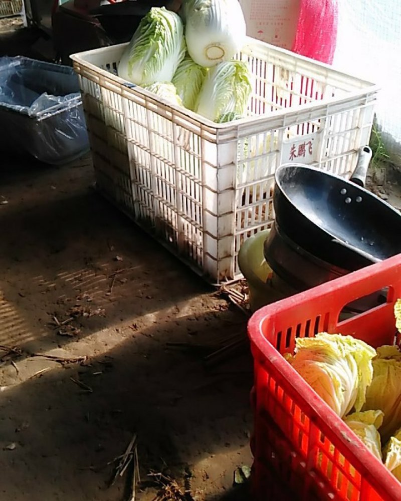 优质夏阳白菜，基地直供！量大优惠！实惠到家！
