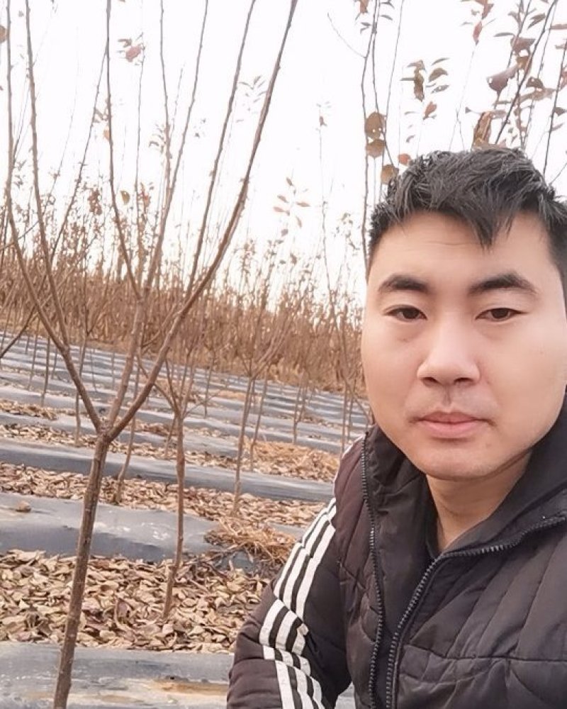 黑布林李子苗，成活率高，技术指导，保品种