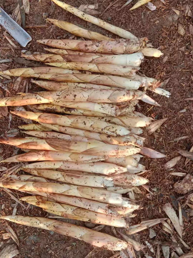 大量供应