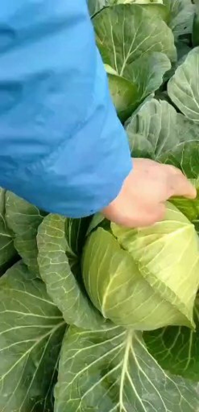 湖北甘蓝，思特丹甘蓝，旺旺甘蓝，品种多样，全国发货，