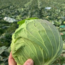 湖北甘蓝，思特丹甘蓝，旺旺甘蓝，品种多样，全国发货，
