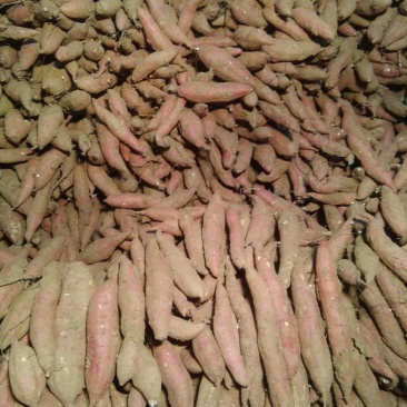 脱毒红薯