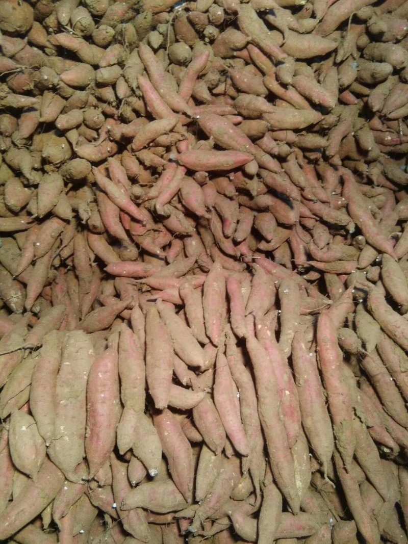 脱毒红薯