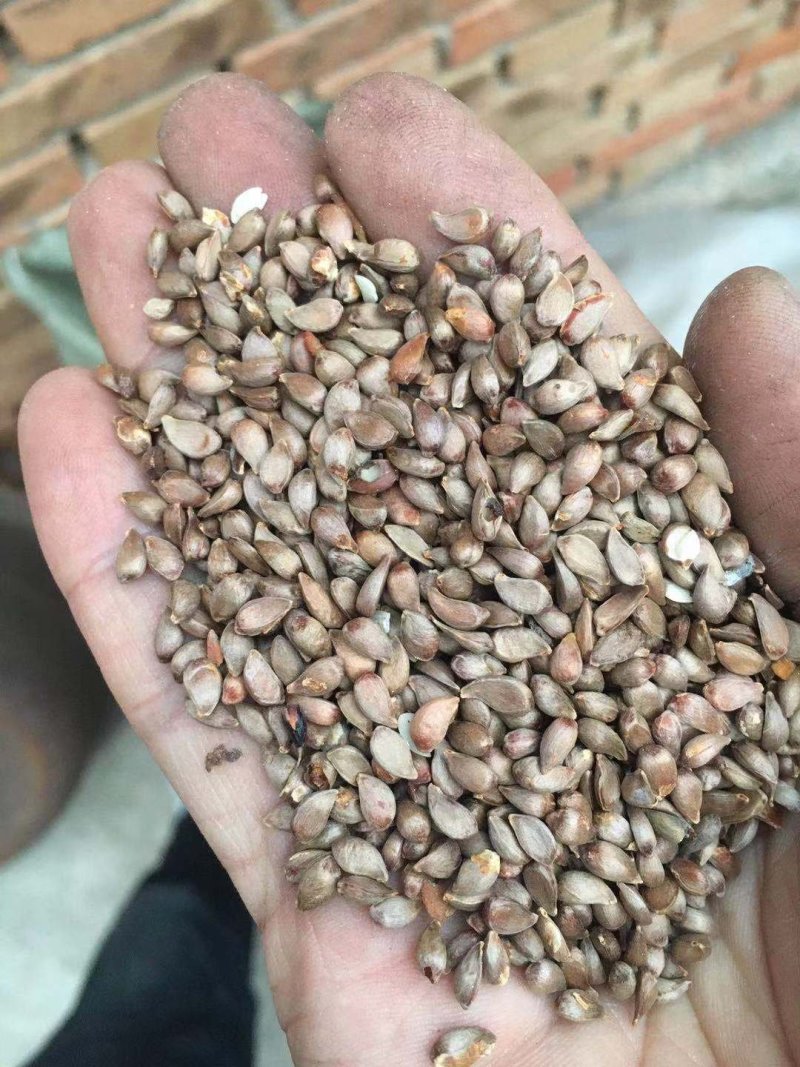 冬藏处理好的—纯手工八棱海棠种子，保出芽率95%以上。
