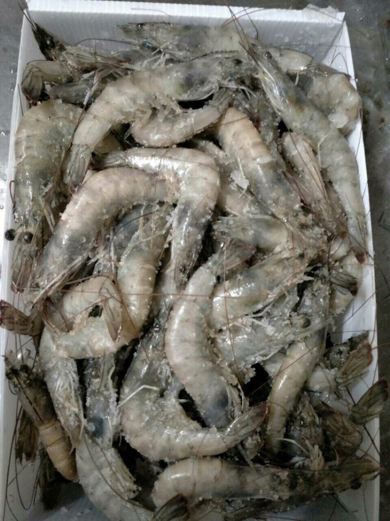 一件代发整箱4斤海捕大虾鲜虾活冻冻虾海鲜