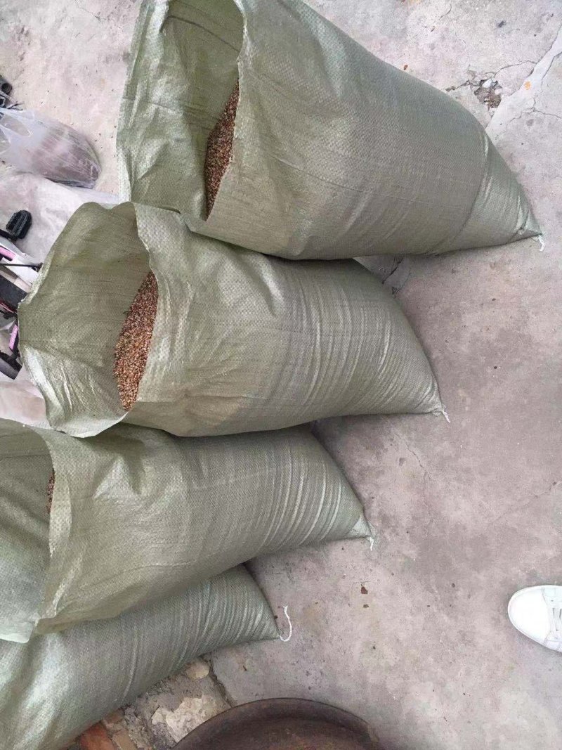 冬藏处理好的—纯手工八棱海棠种子，保出芽率95%以上。