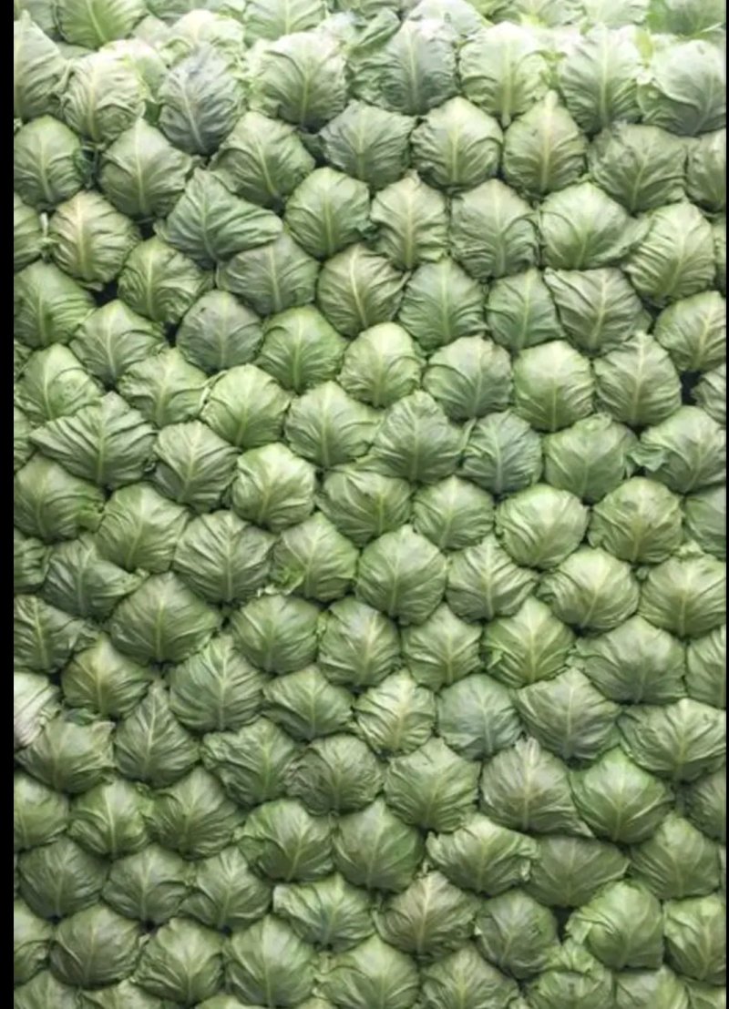 甘蓝