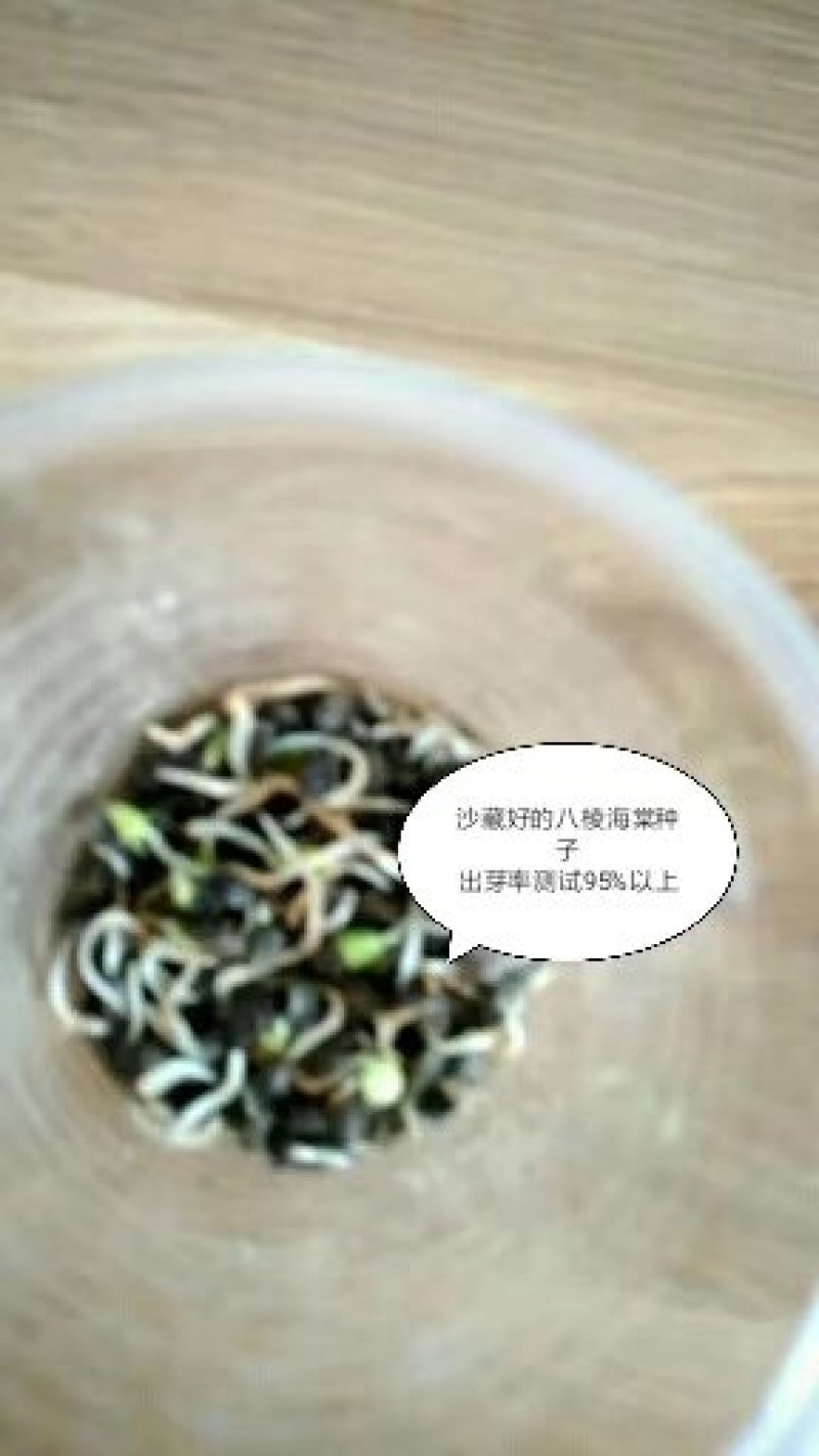 冬藏处理好的—纯手工八棱海棠种子，保出芽率95%以上。